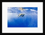 Underwater View of Green Sea Turtle in Hawaii by Anonymous