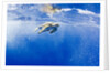 Underwater View of Green Sea Turtle in Hawaii by Anonymous