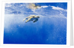 Underwater View of Green Sea Turtle in Hawaii by Anonymous