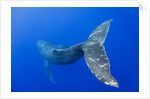 Humpback Whale Diving From Surface by Anonymous