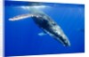 Humpback Whale Underwater by Anonymous