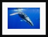 Humpback Whale Underwater by Anonymous