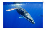 Humpback Whale Underwater by Anonymous