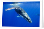 Humpback Whale Underwater by Anonymous