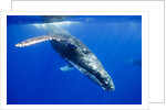 Humpback Whale Underwater by Anonymous