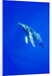 Humpback Whale Underwater by Anonymous