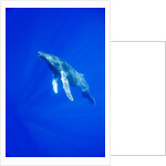 Humpback Whale Underwater by Anonymous