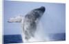 Humpback Whale Beaching Along Hawaii's Kona Coast by Anonymous