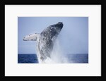 Humpback Whale Beaching Along Hawaii's Kona Coast by Anonymous