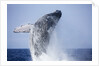 Humpback Whale Beaching Along Hawaii's Kona Coast by Anonymous
