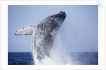 Humpback Whale Beaching Along Hawaii's Kona Coast by Anonymous