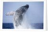 Humpback Whale Beaching Along Hawaii's Kona Coast by Anonymous