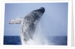 Humpback Whale Beaching Along Hawaii's Kona Coast by Anonymous