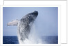 Humpback Whale Beaching Along Hawaii's Kona Coast by Anonymous