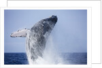 Humpback Whale Beaching Along Hawaii's Kona Coast by Anonymous