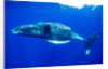 Snorkeler Swimming Above Humpback Whale by Anonymous
