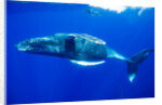 Snorkeler Swimming Above Humpback Whale by Anonymous