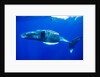 Snorkeler Swimming Above Humpback Whale by Anonymous