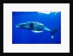 Snorkeler Swimming Above Humpback Whale by Anonymous
