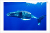 Snorkeler Swimming Above Humpback Whale by Anonymous