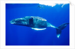 Snorkeler Swimming Above Humpback Whale by Anonymous