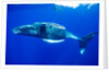 Snorkeler Swimming Above Humpback Whale by Anonymous