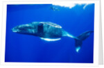 Snorkeler Swimming Above Humpback Whale by Anonymous