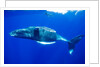Snorkeler Swimming Above Humpback Whale by Anonymous