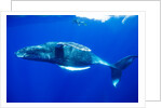 Snorkeler Swimming Above Humpback Whale by Anonymous