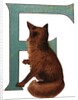 F Is For Fox Illustration by Anonymous