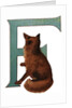F Is For Fox Illustration by Anonymous