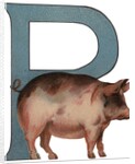 Pig Is For Pig Illustration by Anonymous