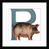 Pig Is For Pig Illustration by Anonymous