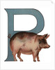 Pig Is For Pig Illustration by Anonymous