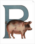 Pig Is For Pig Illustration by Anonymous