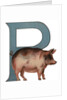 Pig Is For Pig Illustration by Anonymous