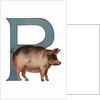Pig Is For Pig Illustration by Anonymous