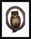 Owl Is For Owl Illustration by Anonymous