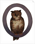 Owl Is For Owl Illustration by Anonymous