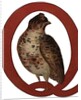 Q Is For Quail Illustration by Anonymous
