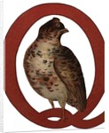 Q Is For Quail Illustration by Anonymous