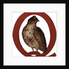 Q Is For Quail Illustration by Anonymous