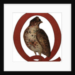 Q Is For Quail Illustration by Anonymous
