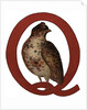 Q Is For Quail Illustration by Anonymous