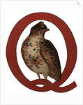 Q Is For Quail Illustration by Anonymous