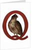 Q Is For Quail Illustration by Anonymous