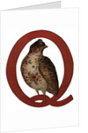 Q Is For Quail Illustration by Anonymous