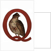Q Is For Quail Illustration by Anonymous