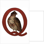 Q Is For Quail Illustration by Anonymous