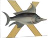 X Is For X-Ray Fish Illustration by Anonymous